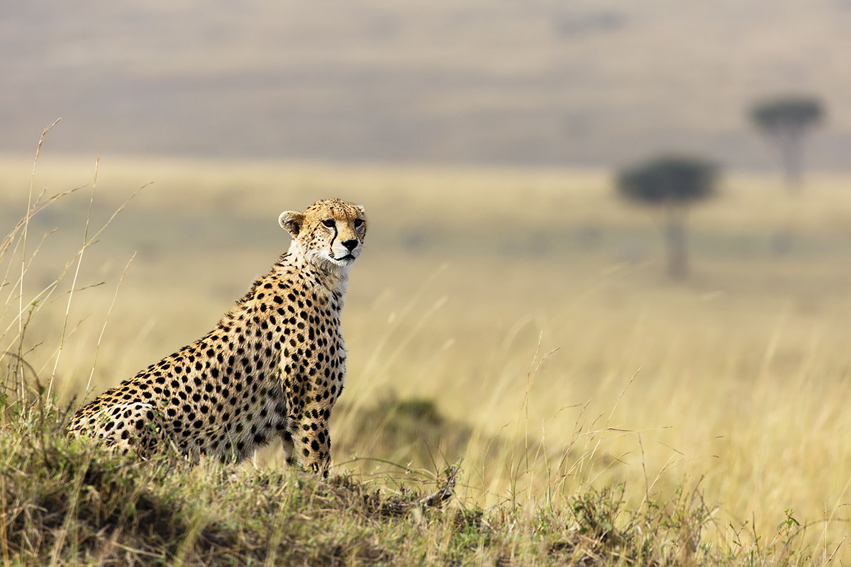 Goodbye from the Masai Mara...