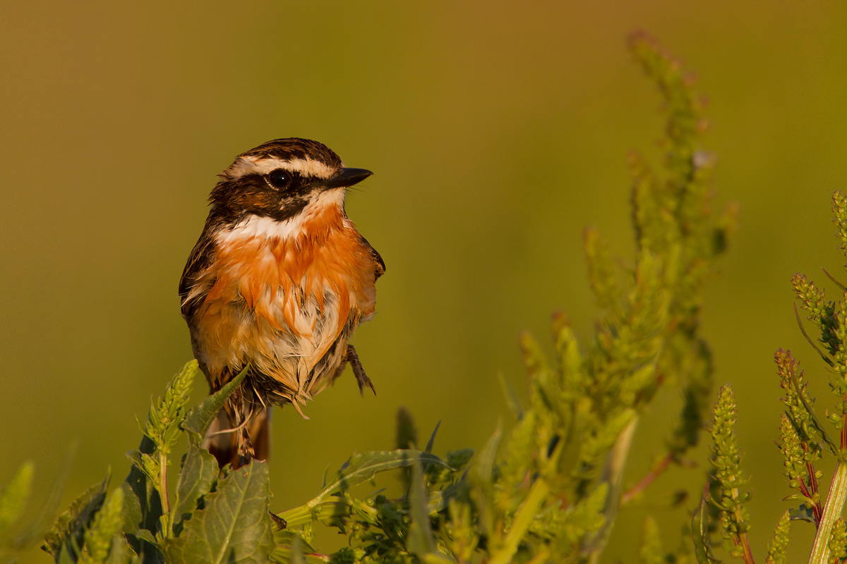 first ray of sun Whinchat...