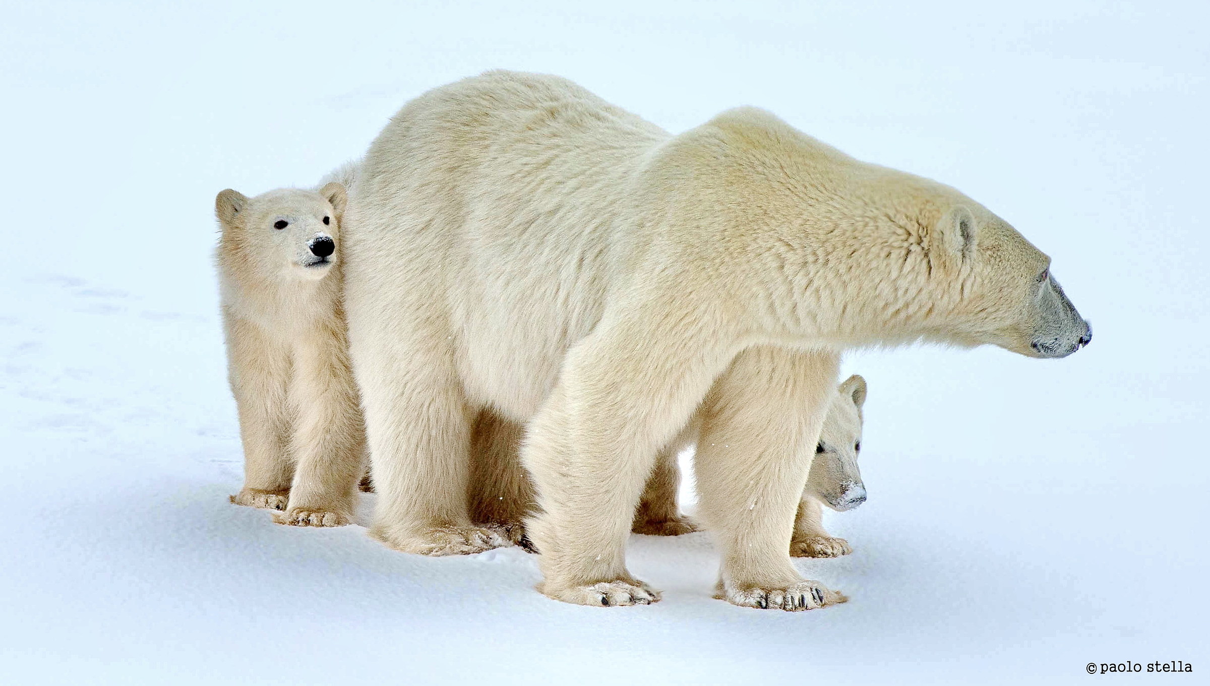 shy cubs...