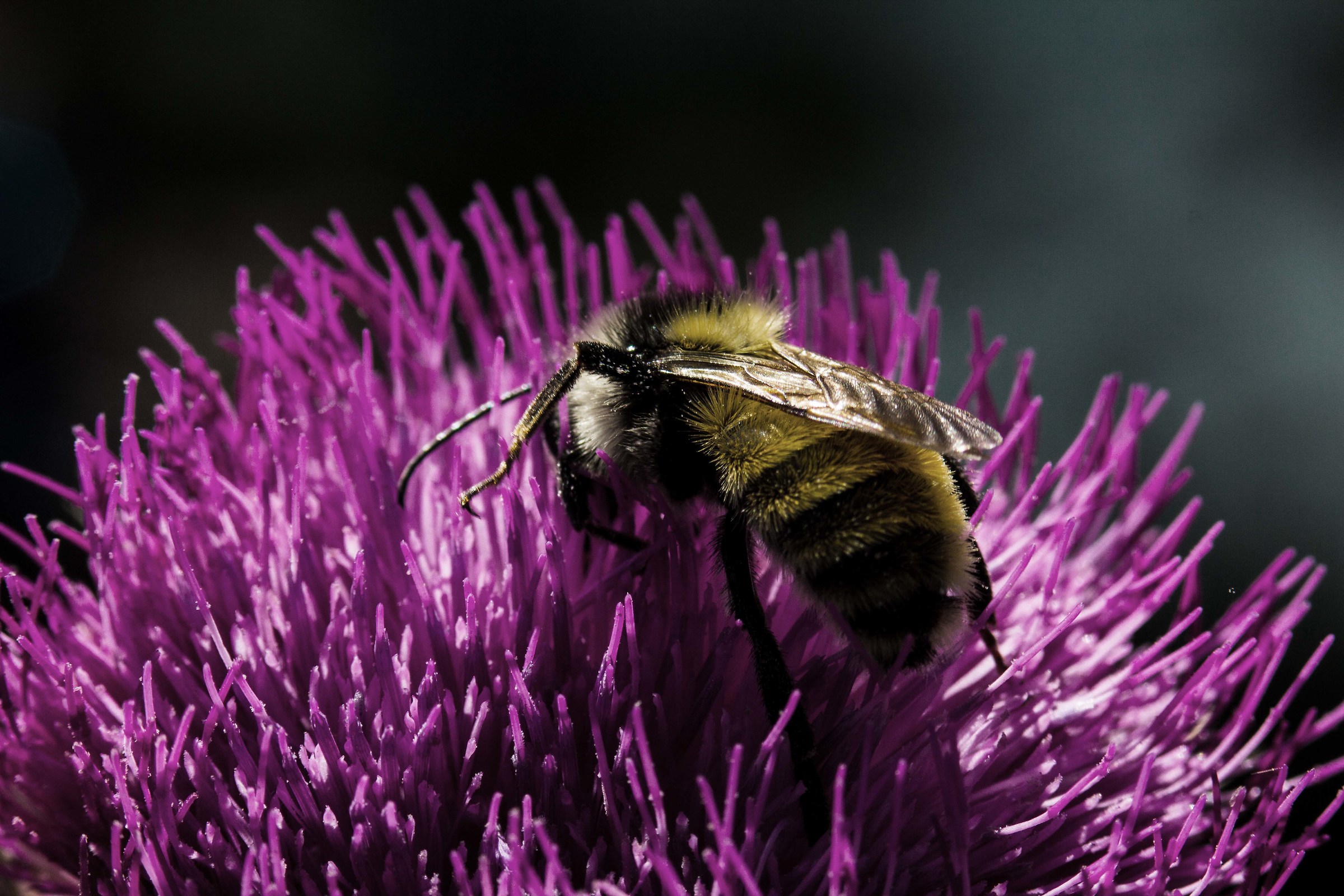 Bee on flower. Grand Teton...