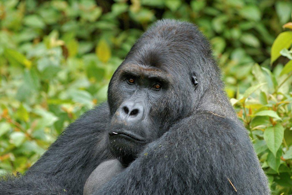 Gorilla in Bwindi Impenetrable Forest...