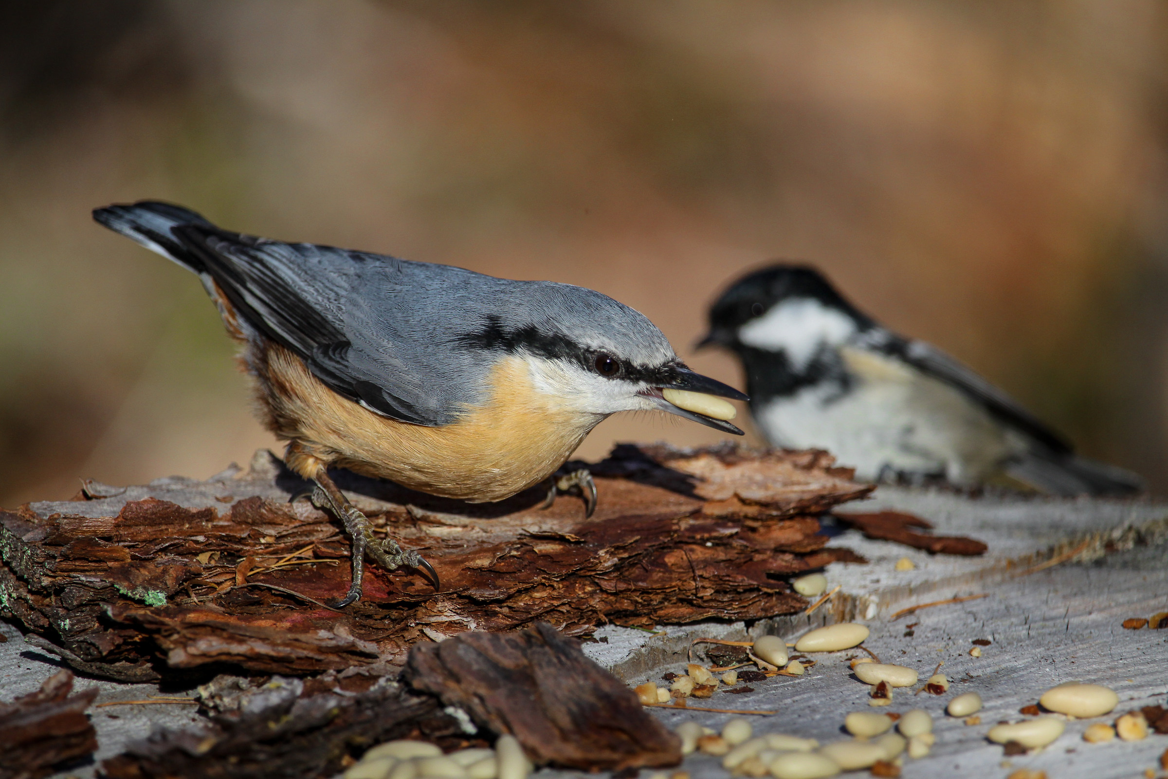 Coal tit and nuthatch...