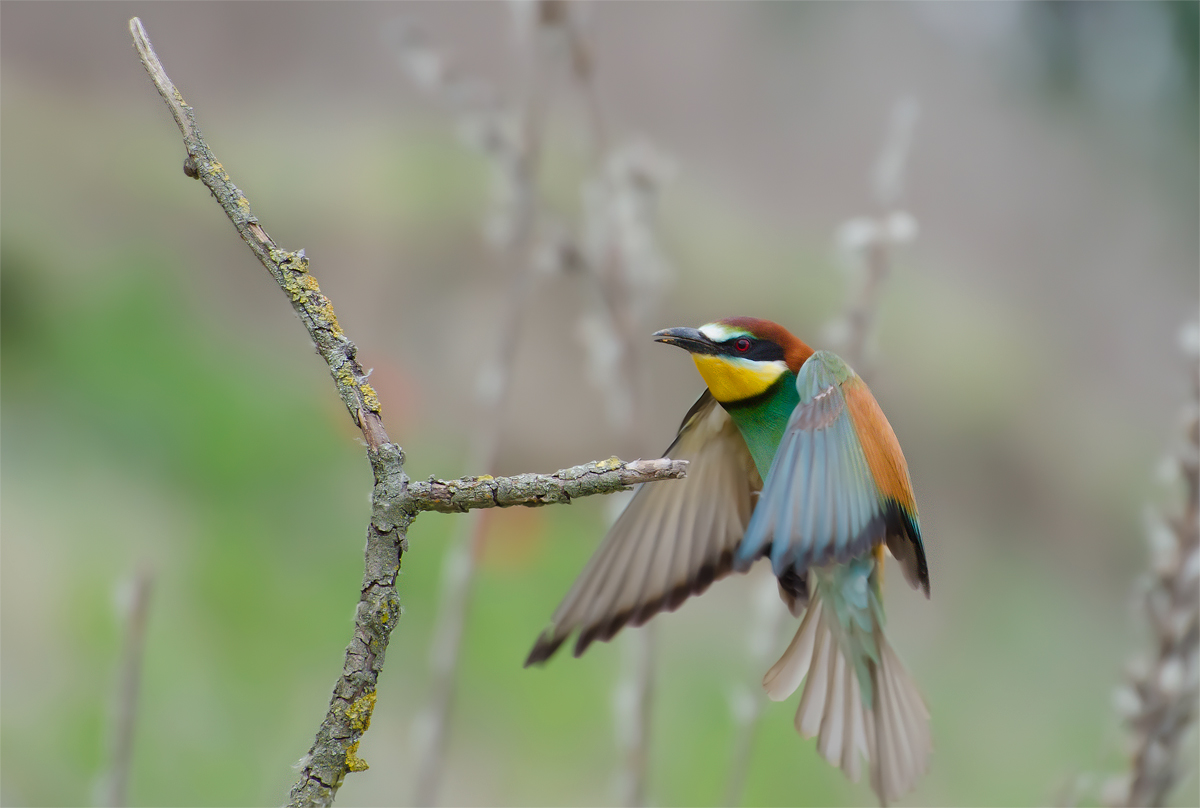 Bee-eater in landing...