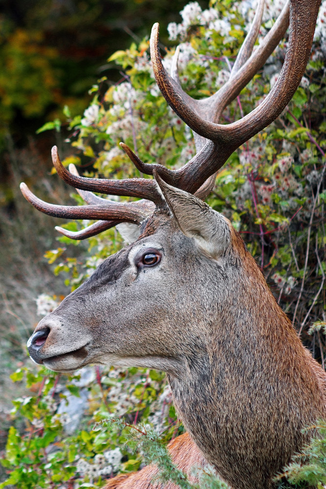 Deer - Camosciara Abruzzo 20151017...