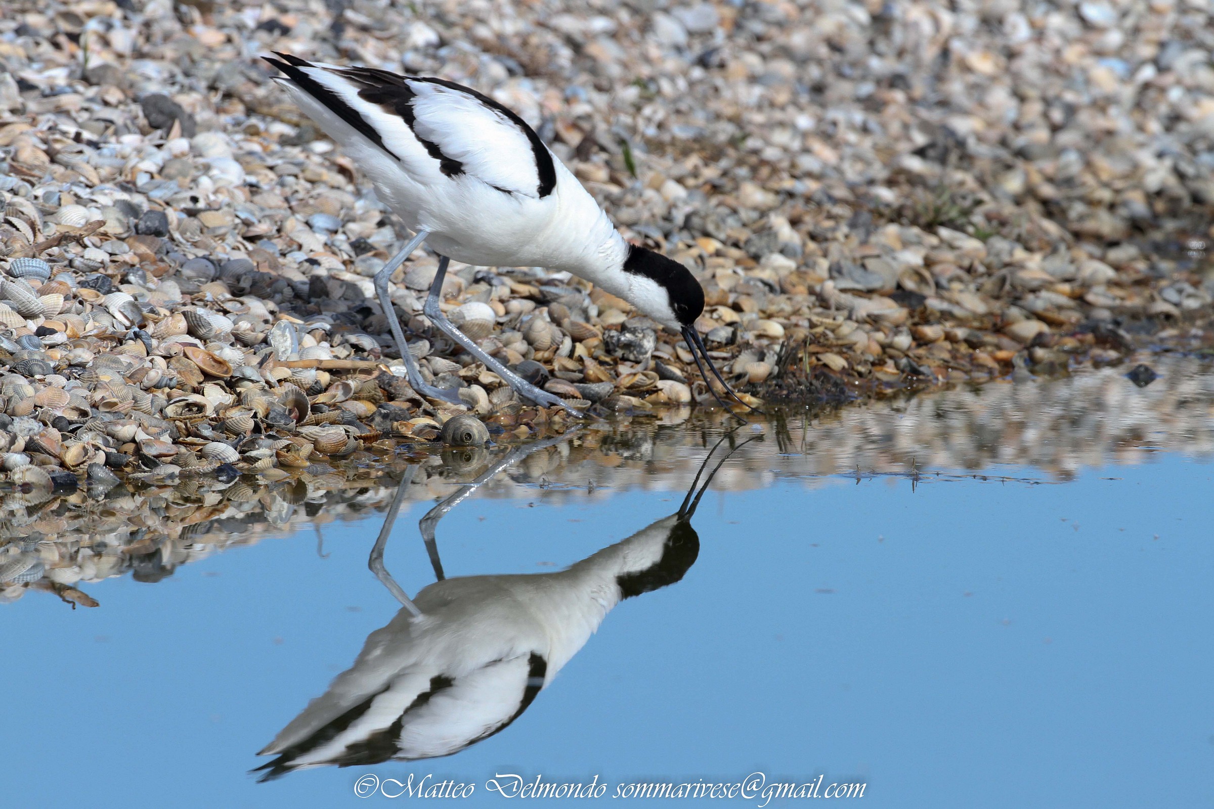 Avocet in water...