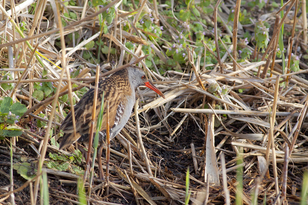 E 'come also my first Water Rail....