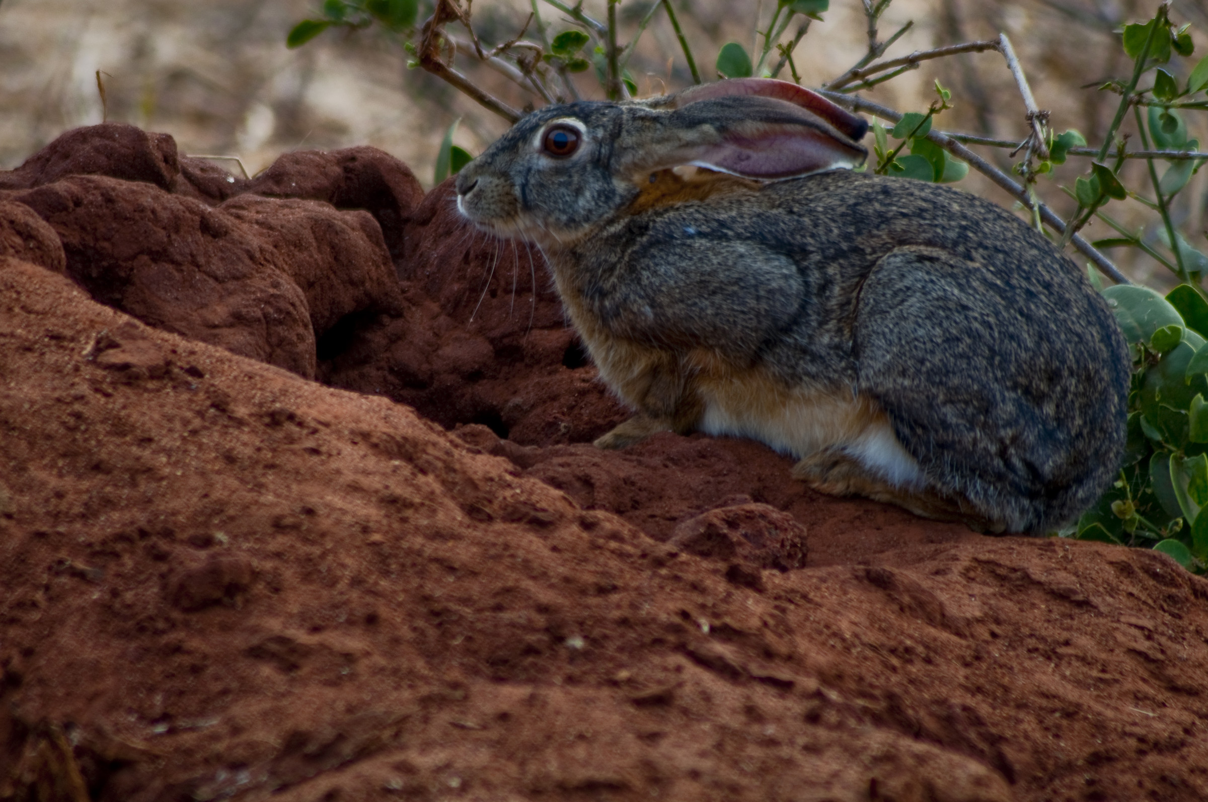 Rabbit African...