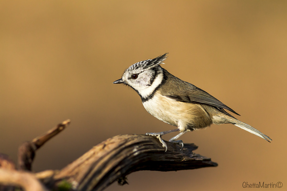crested tit...