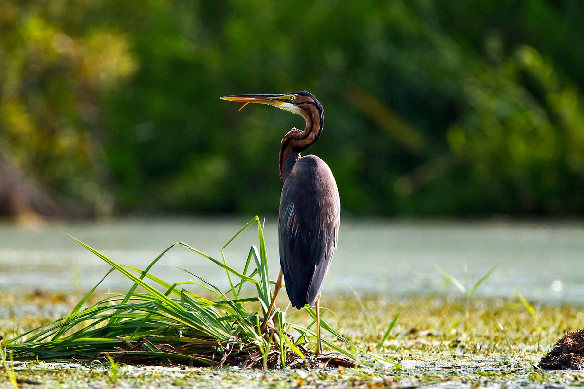 The heron red tongue ......