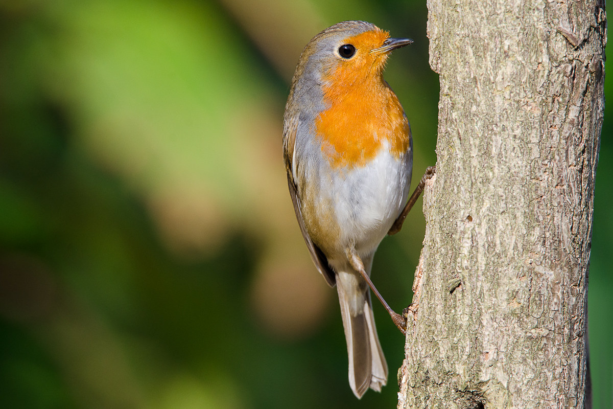 Robin...