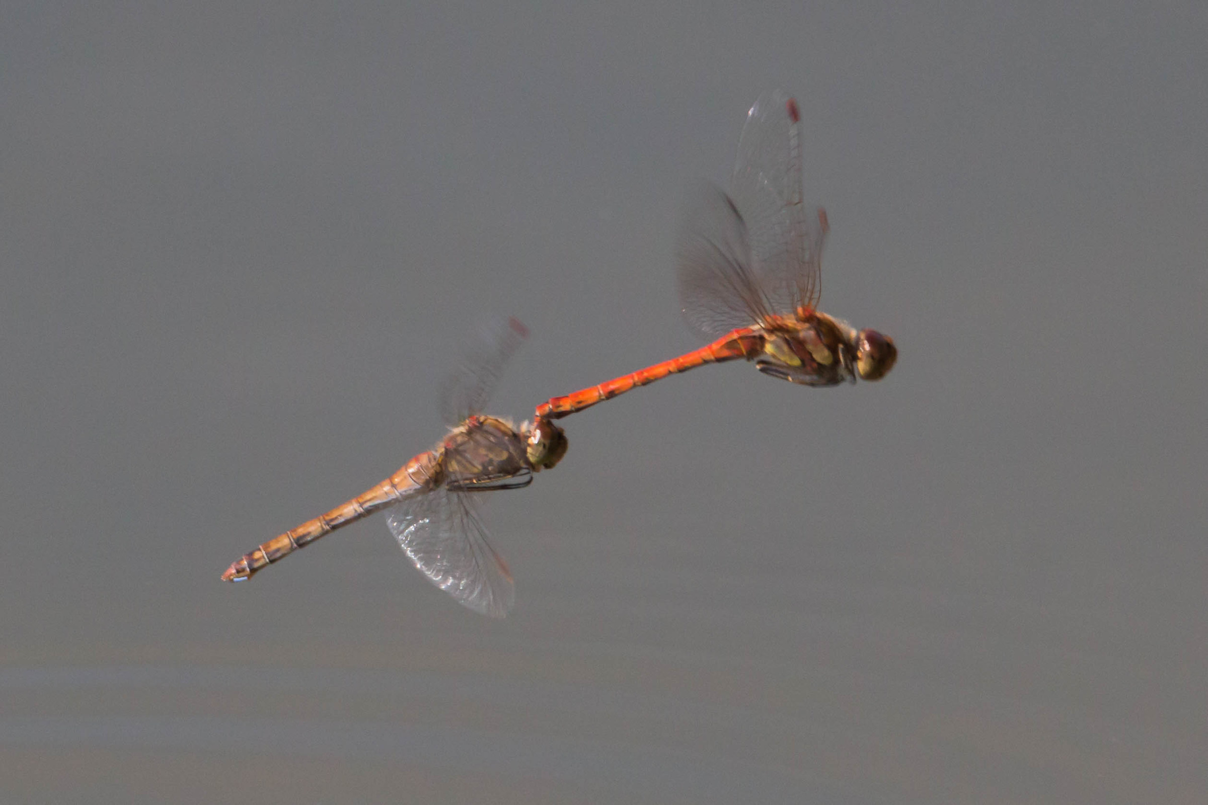 Dragonflies Lagolo...