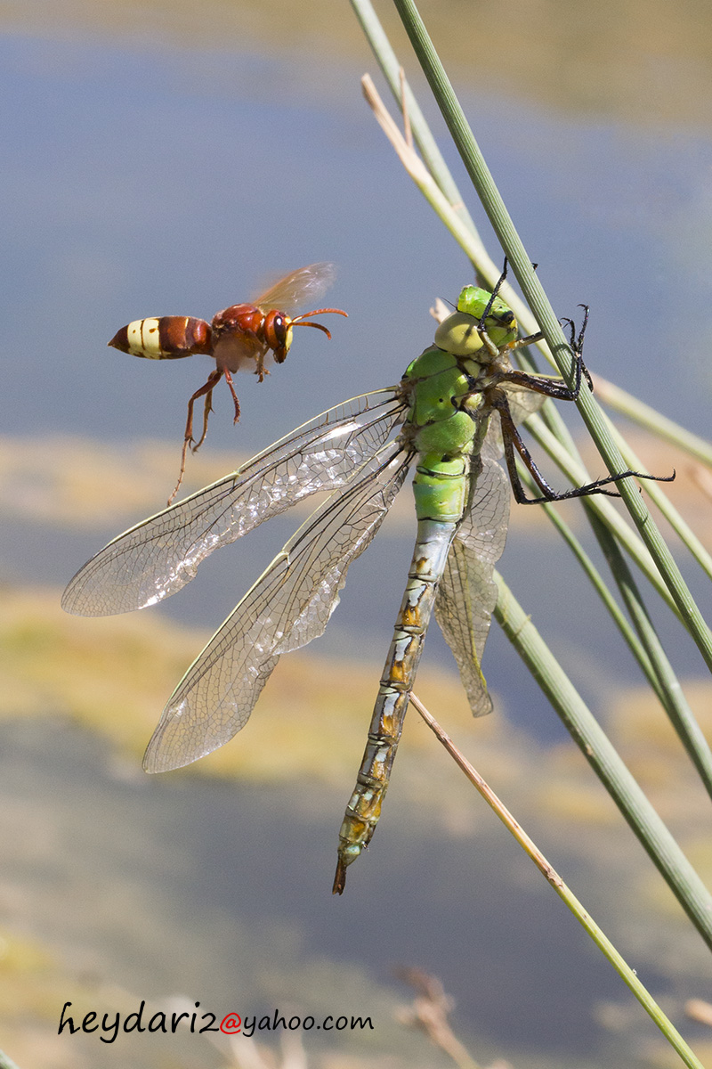 Dragonfly & Vespe Orientalis...