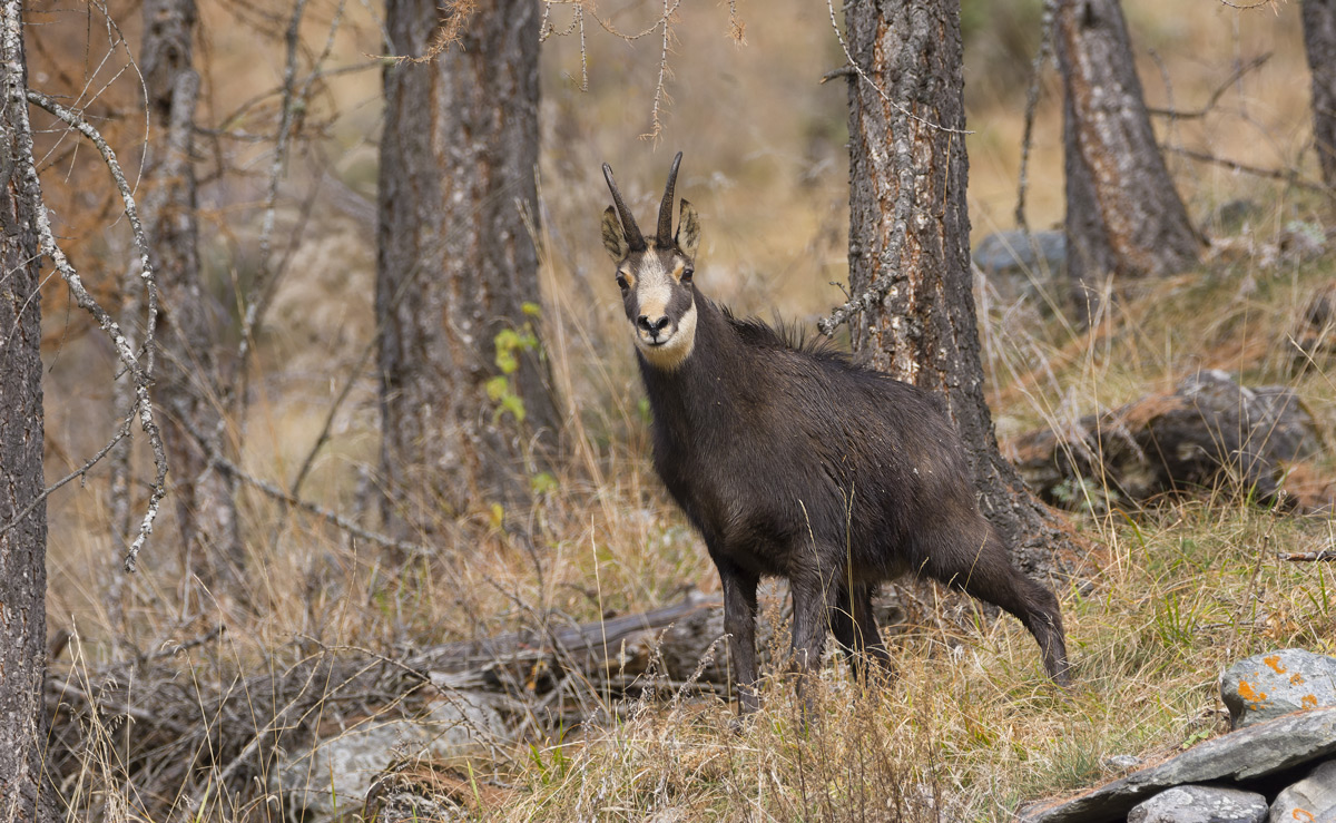 Chamois...