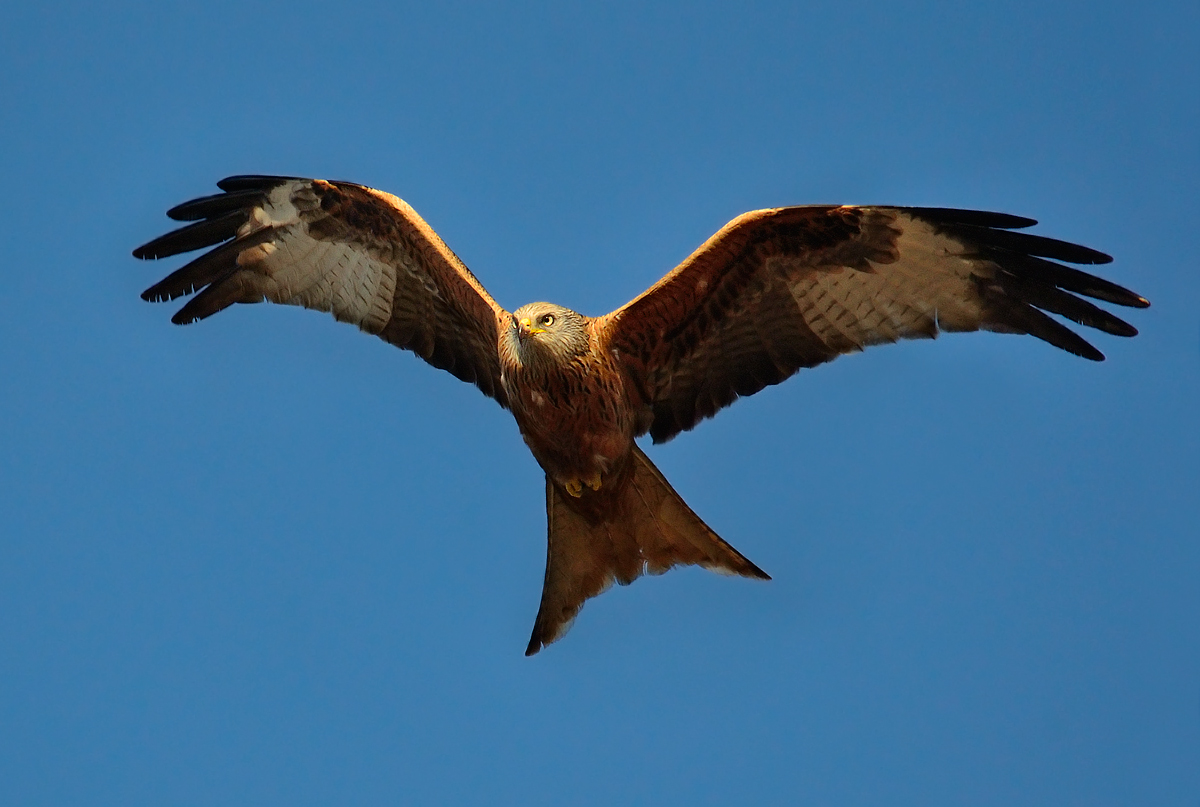 His Majesty sunset (Red Kite)...