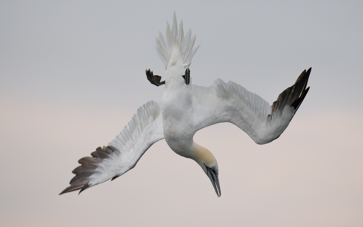 gannet about to dive...