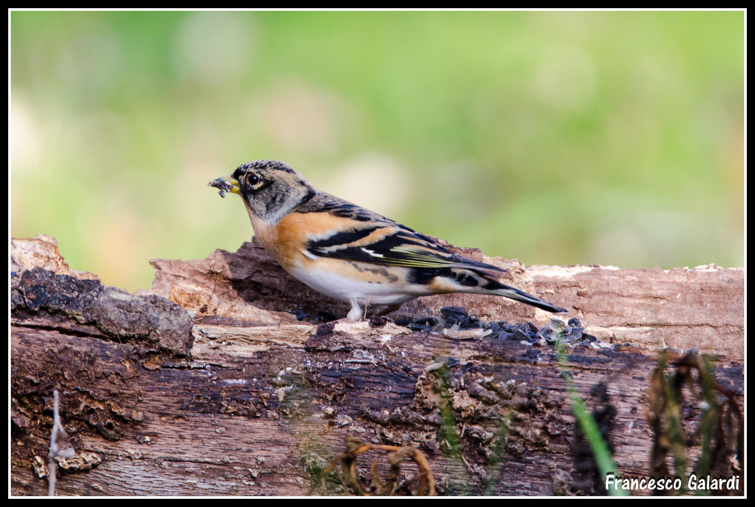Brambling...