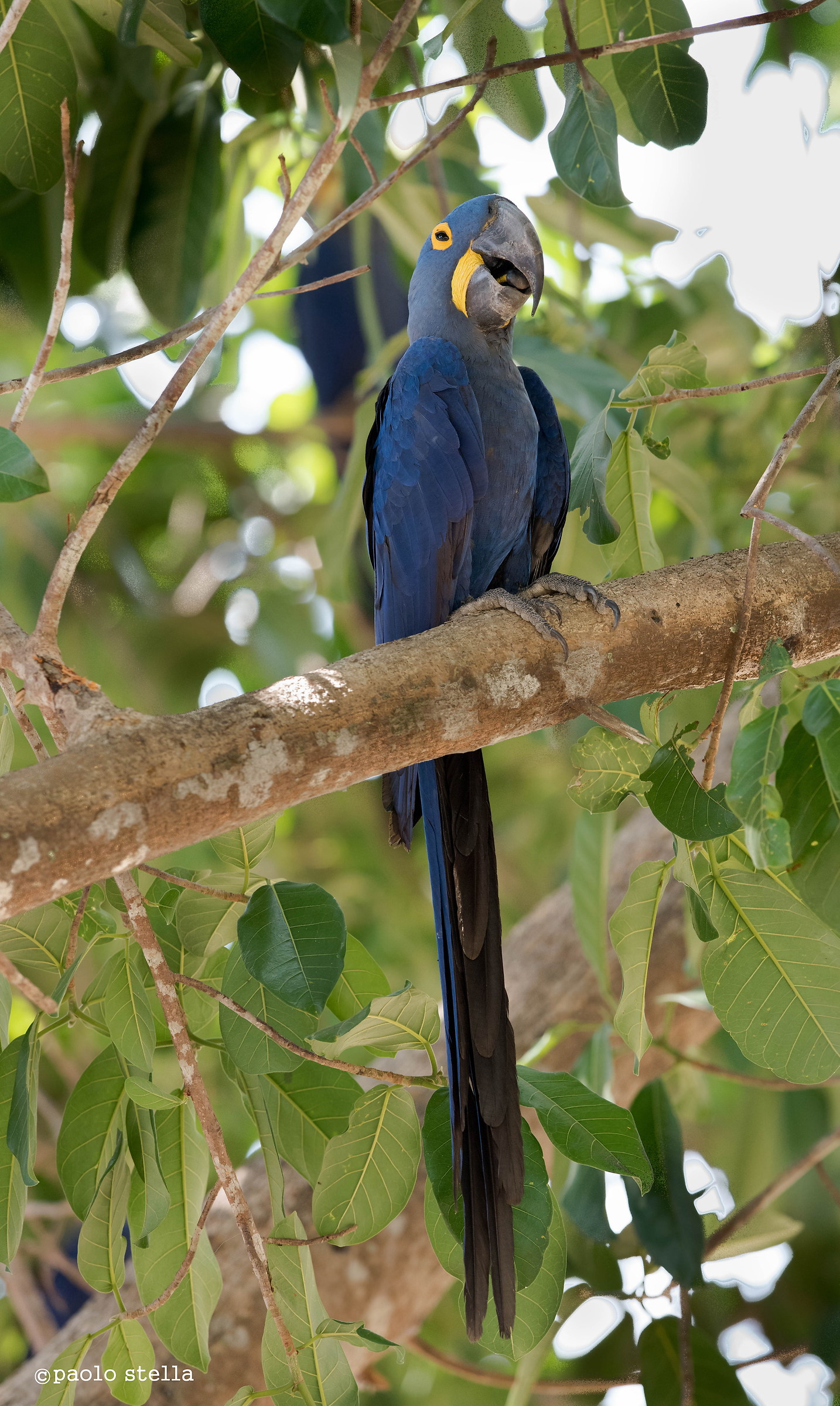 Hyacinth Macaw...