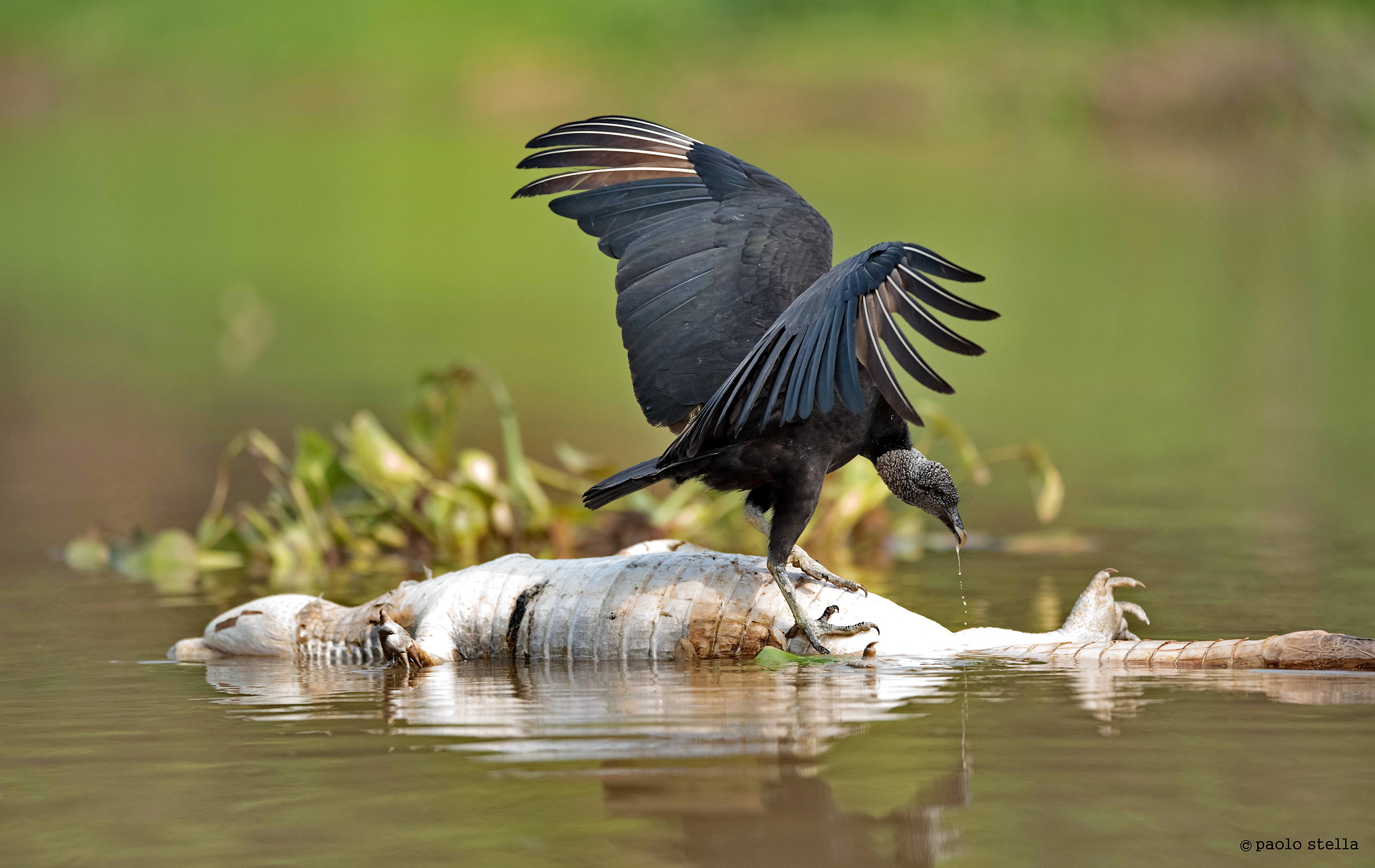 black vulture...