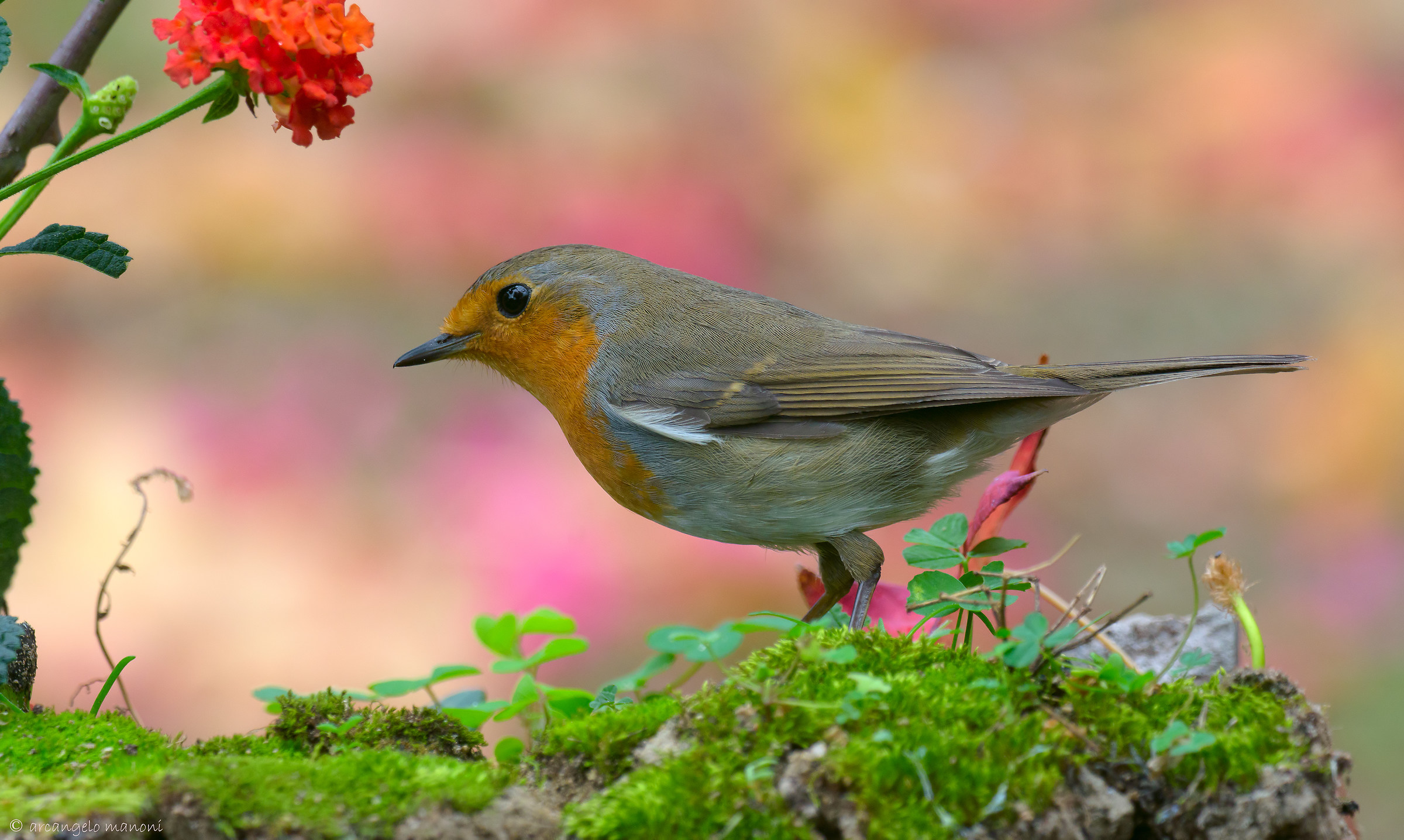 Robin in this strange autumn 2015...