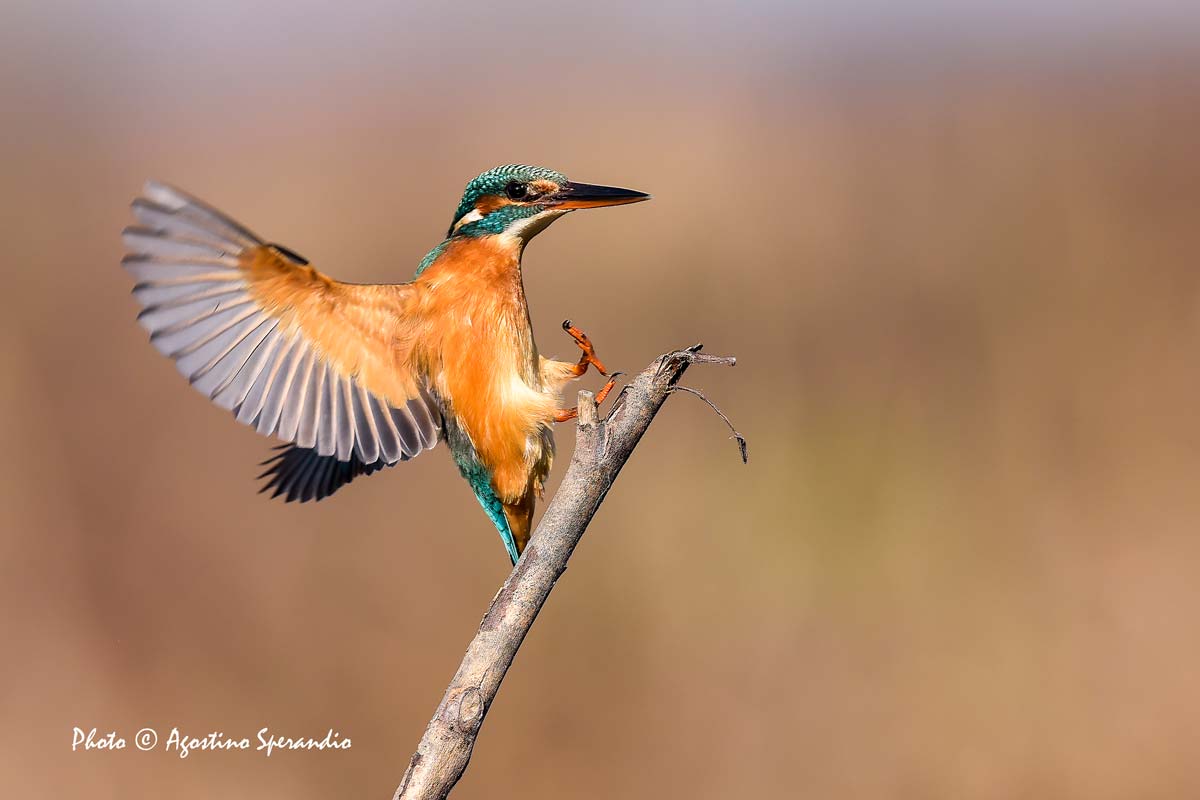 Kingfisher (Alcedo atthis)...