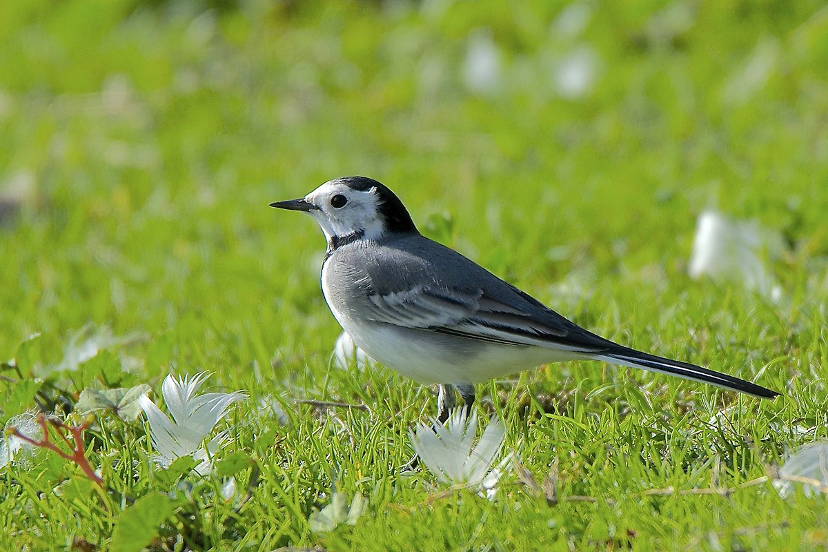 White wagtail...