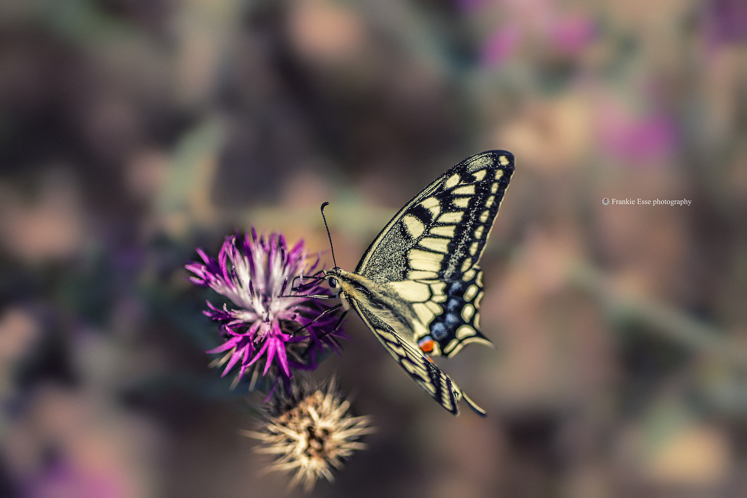 Papilio machaon - Sicily...