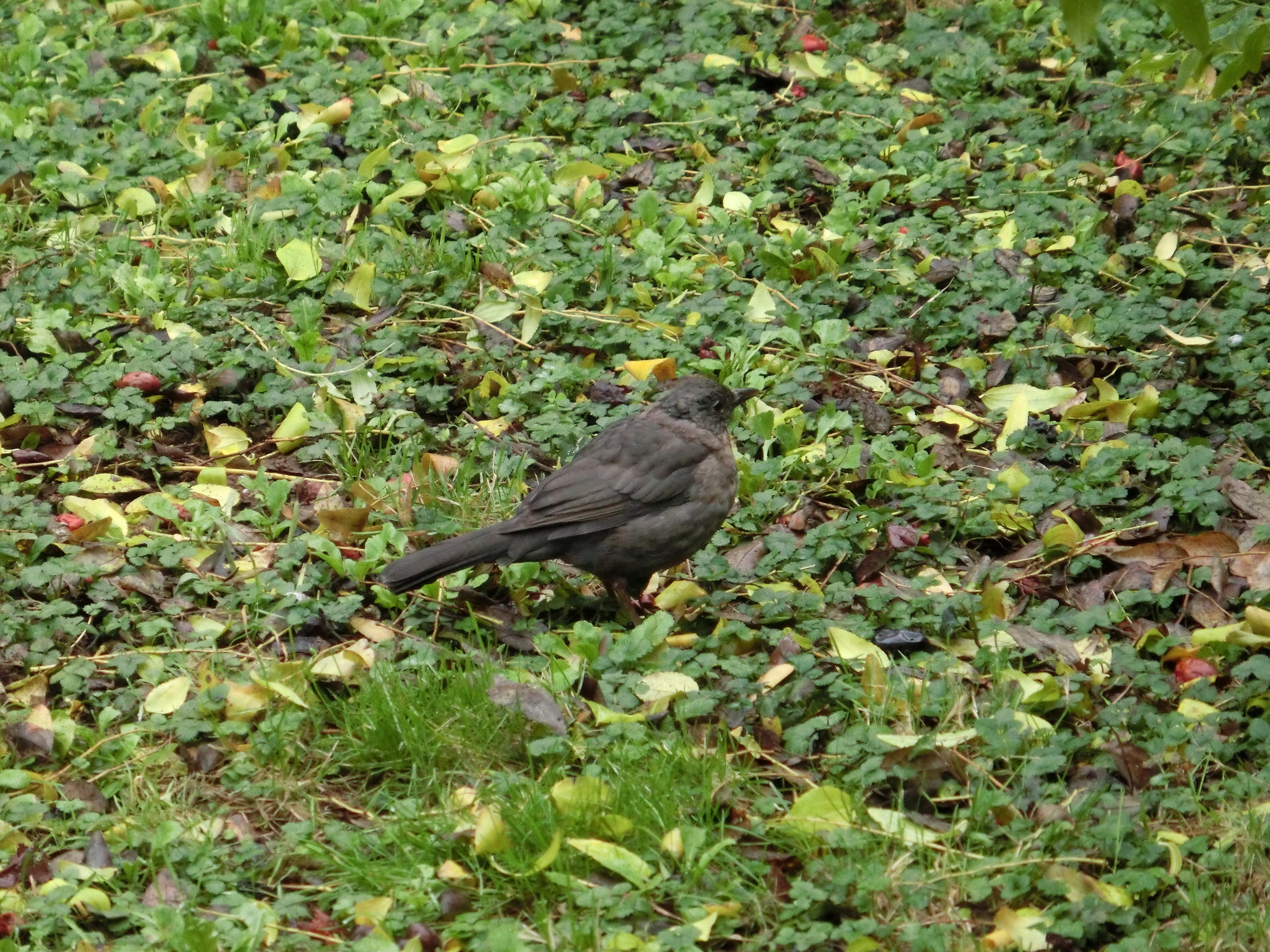 The blackbird undisturbed...