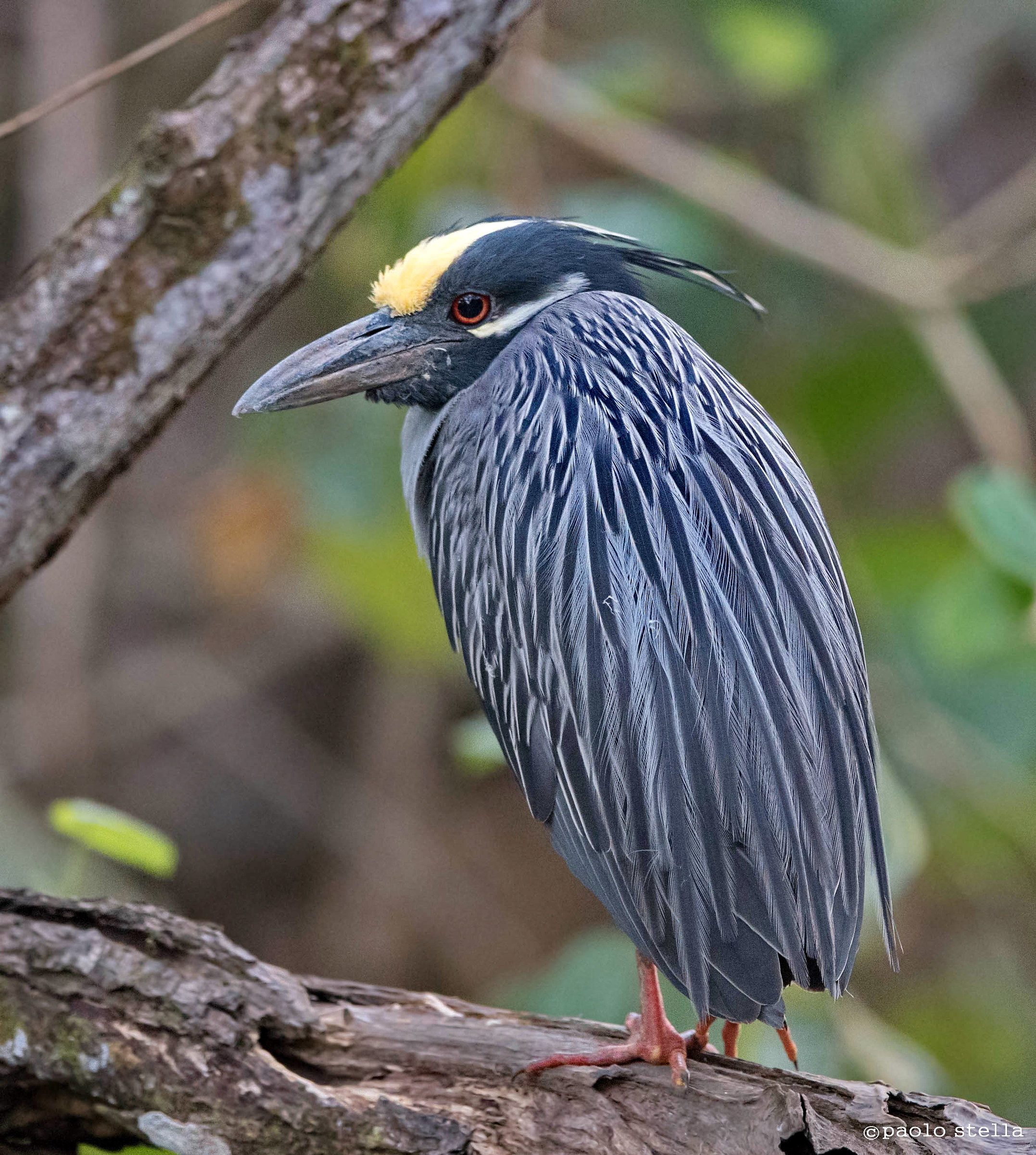 Yellow-crowned night-heron (Nyctanassa violacea)...