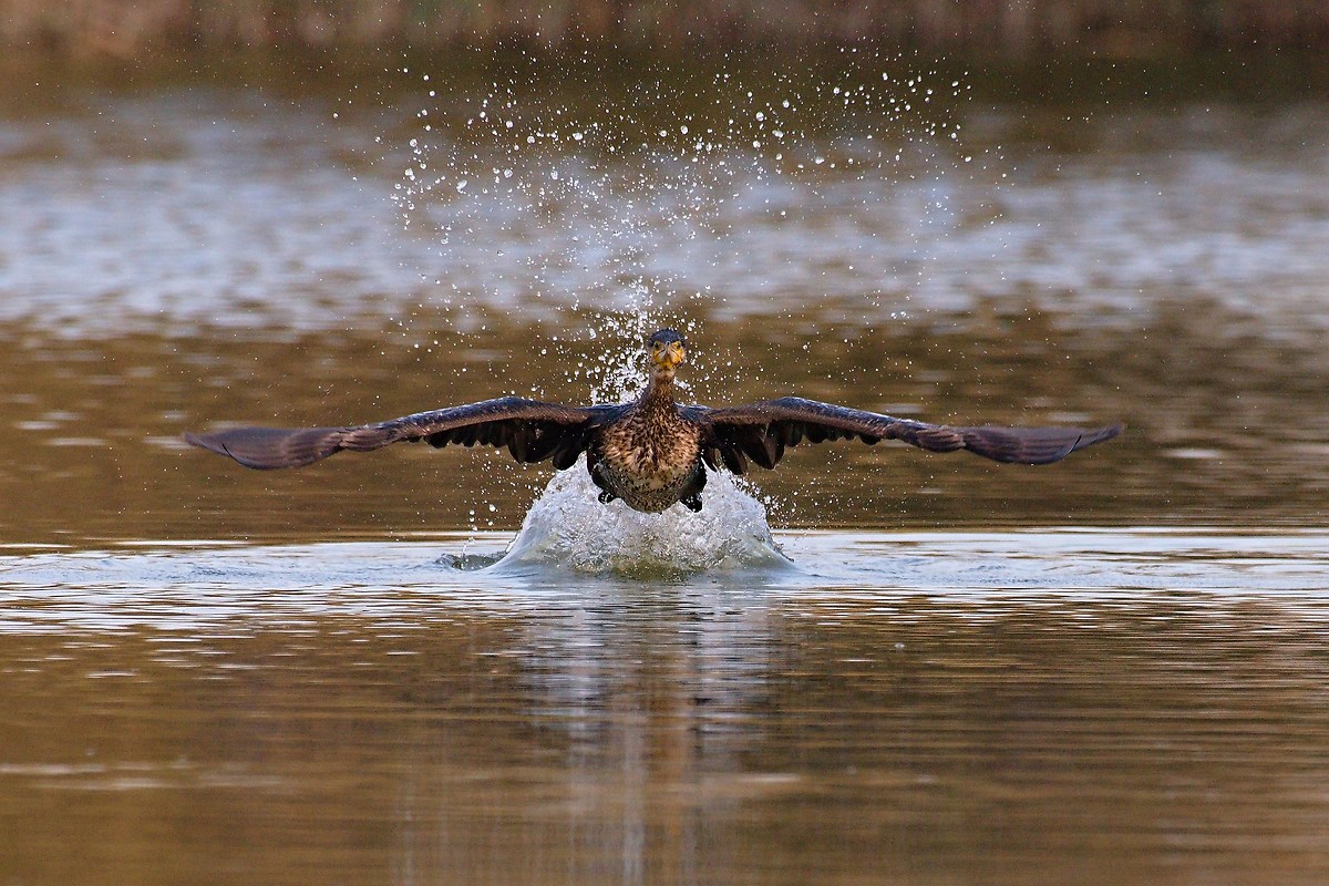 Cormorano in partenza 1...