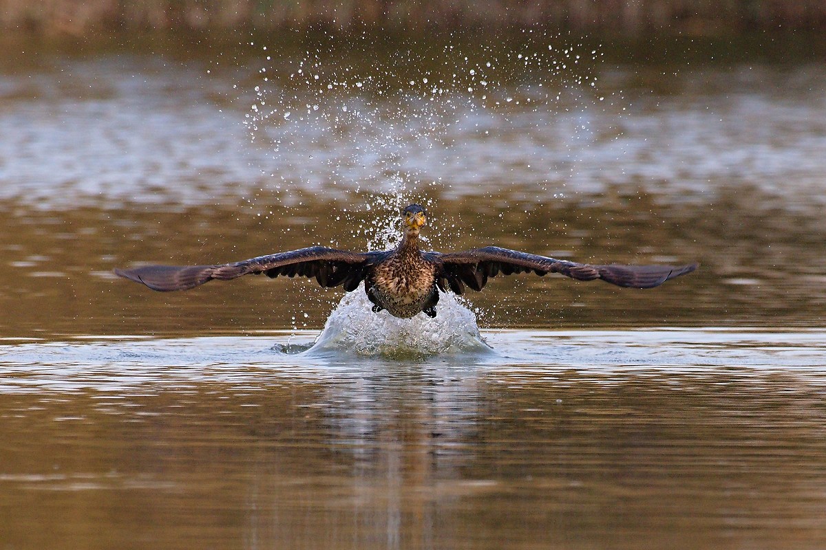 Cormorant departing 1...