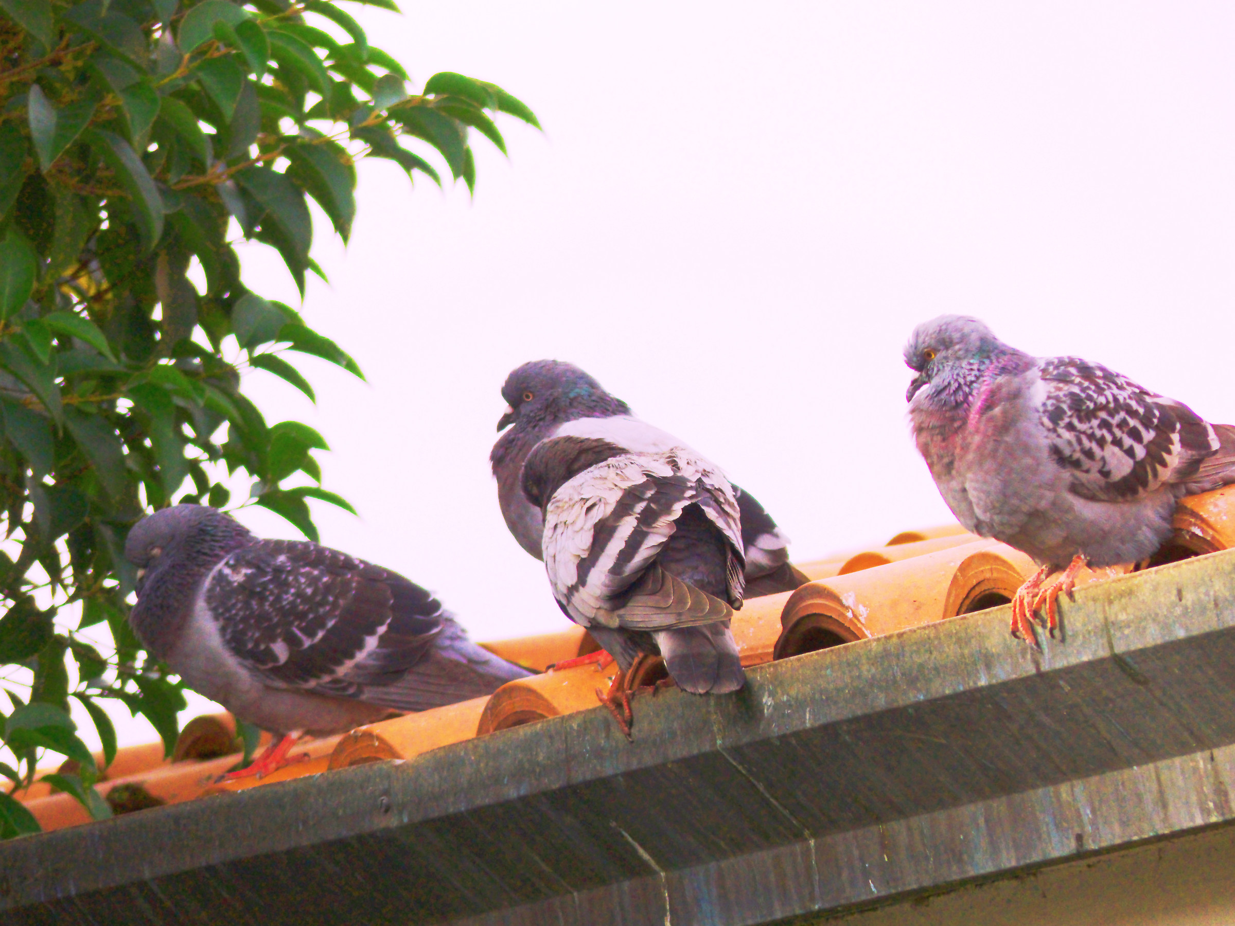 Pigeons over house...