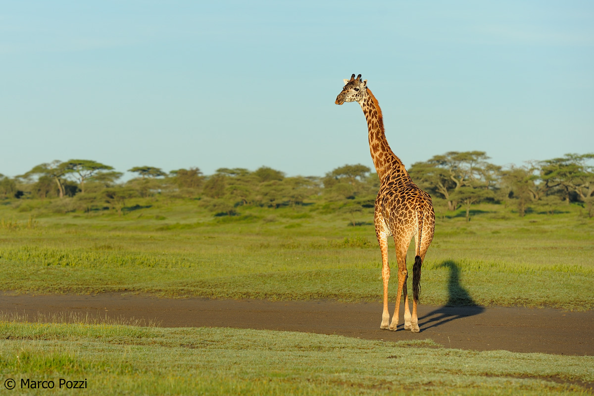 Giraffe at dawn...