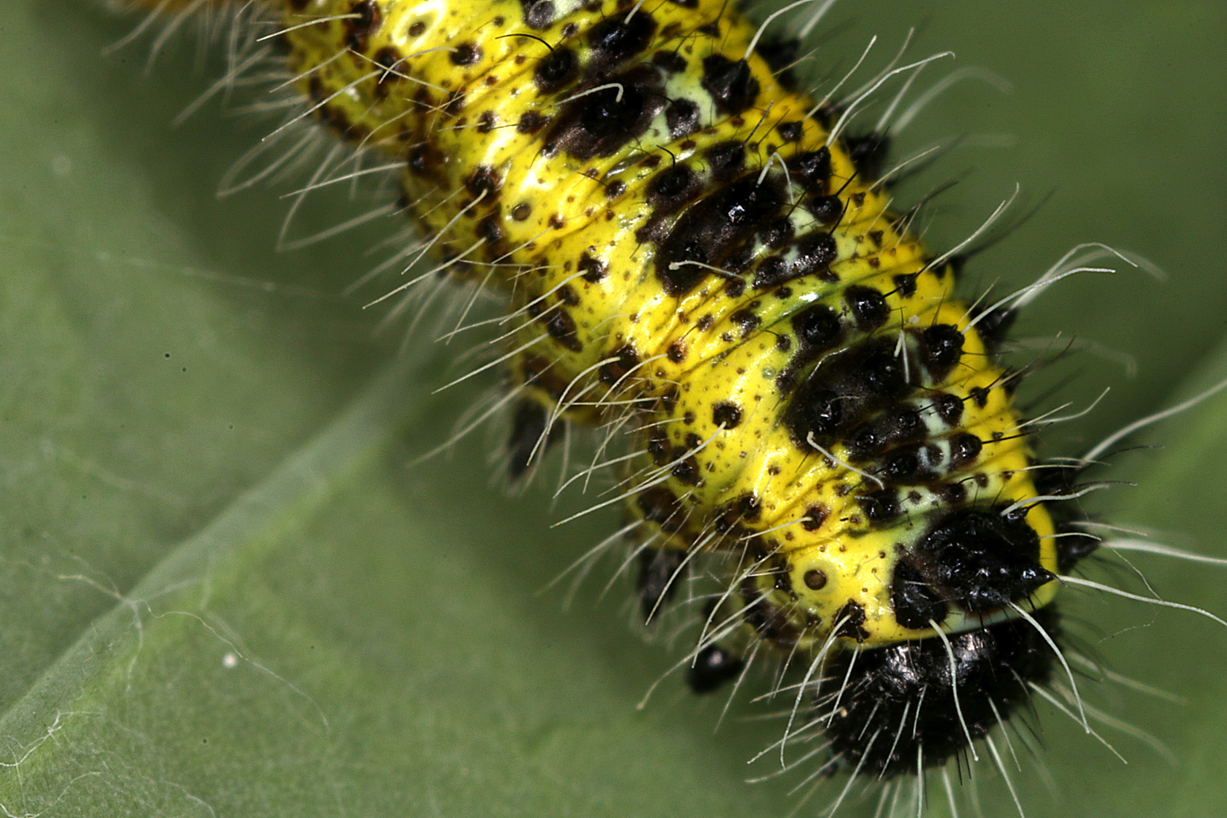 Larva di cavolaia...