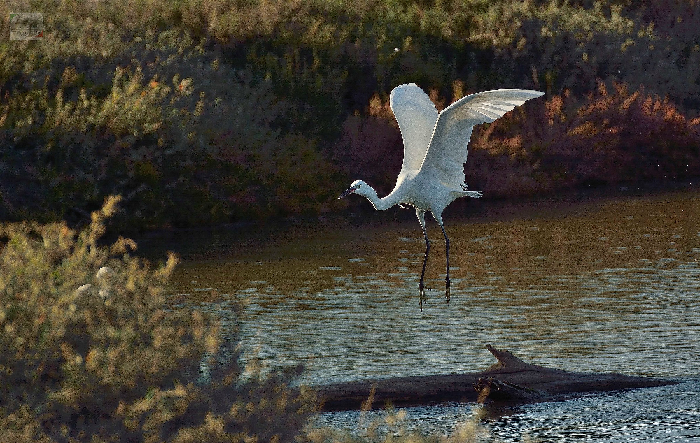 Landing (egret)...
