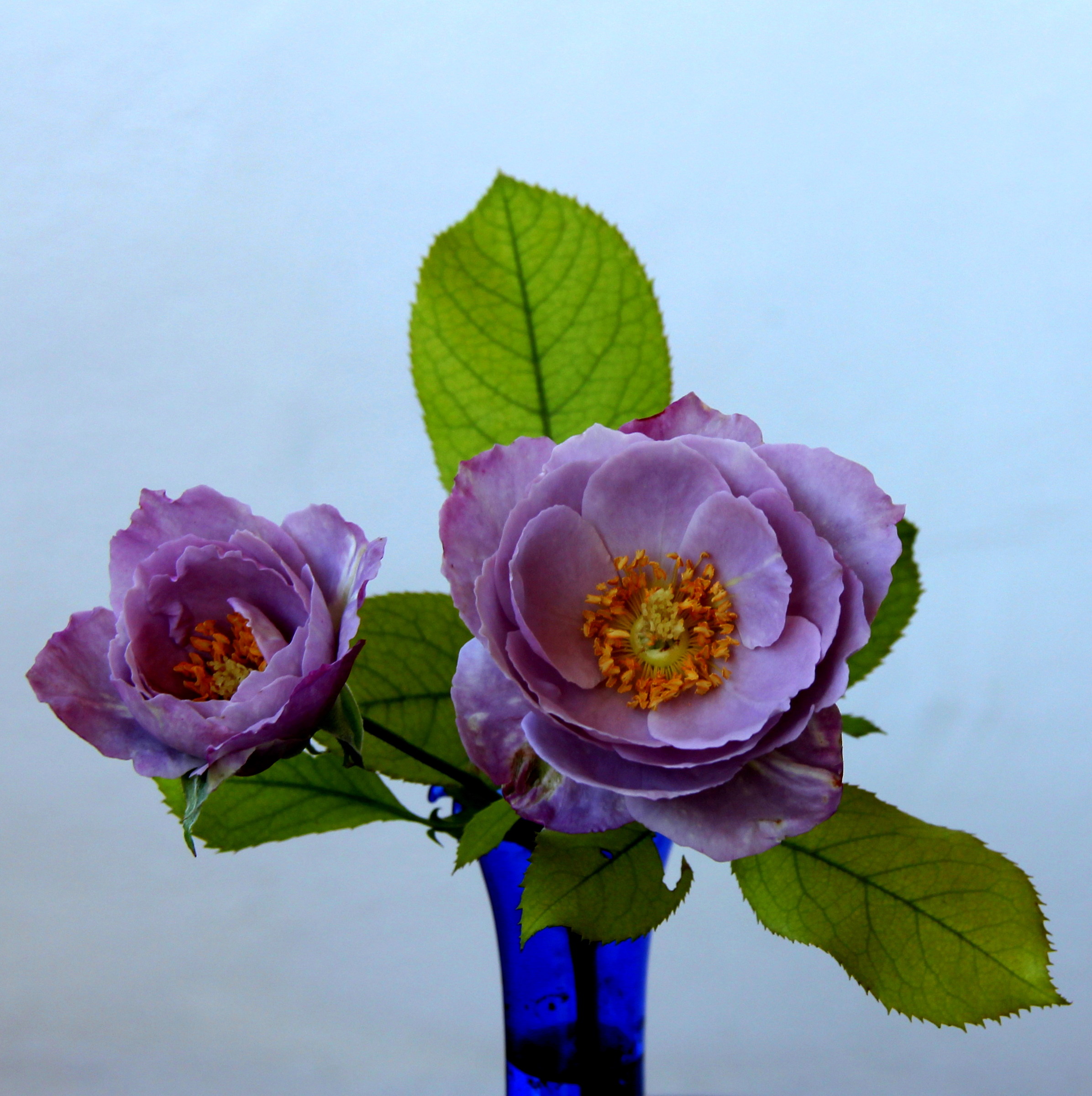 Le rose lilla del mio giardino...