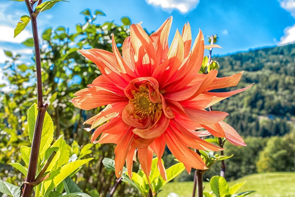 Flower...