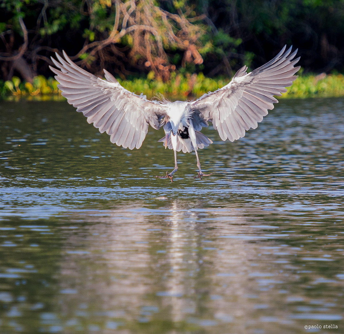 heron fishing...