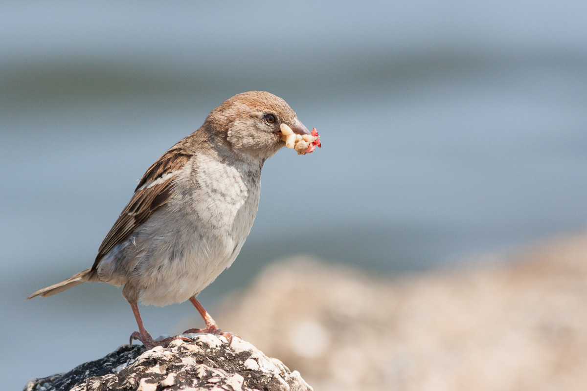 Female sparrow Italy...