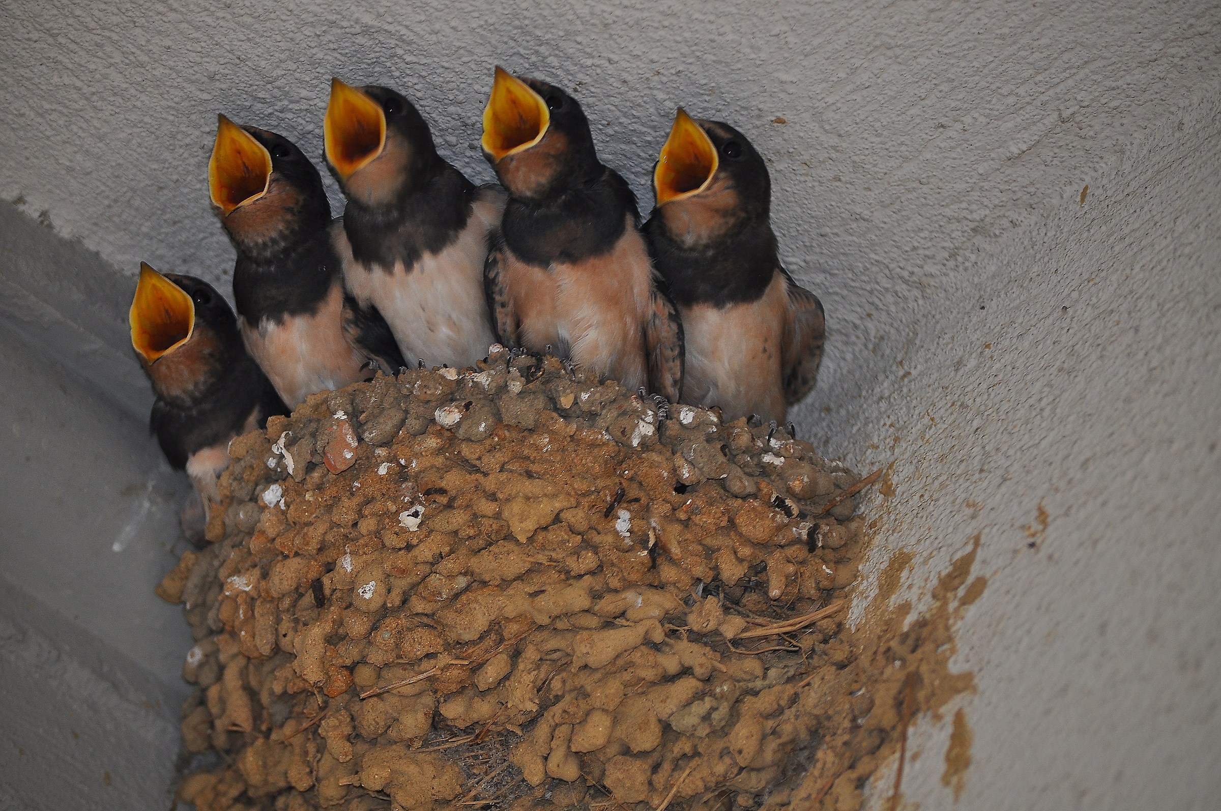 The swallows are hungry...