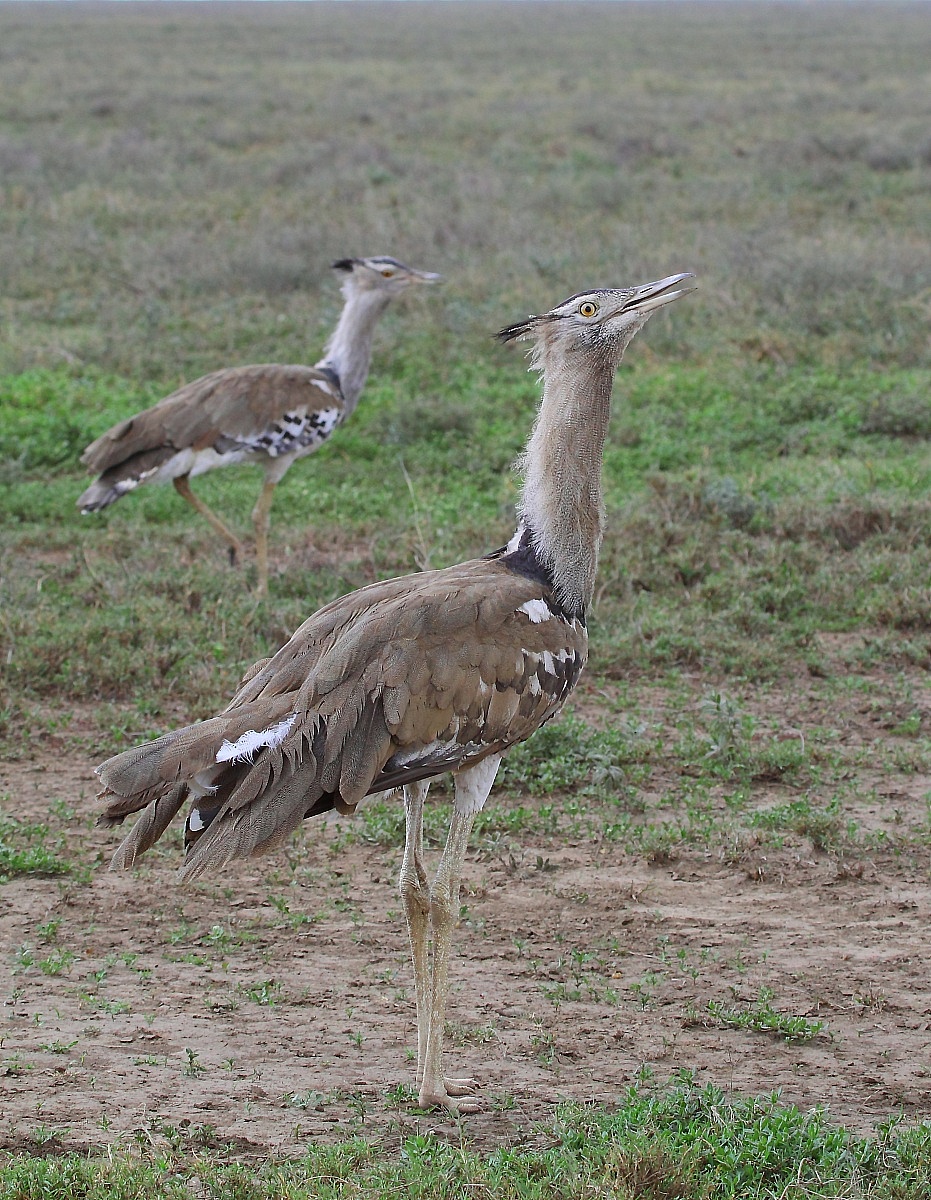 Kori Bustard of...