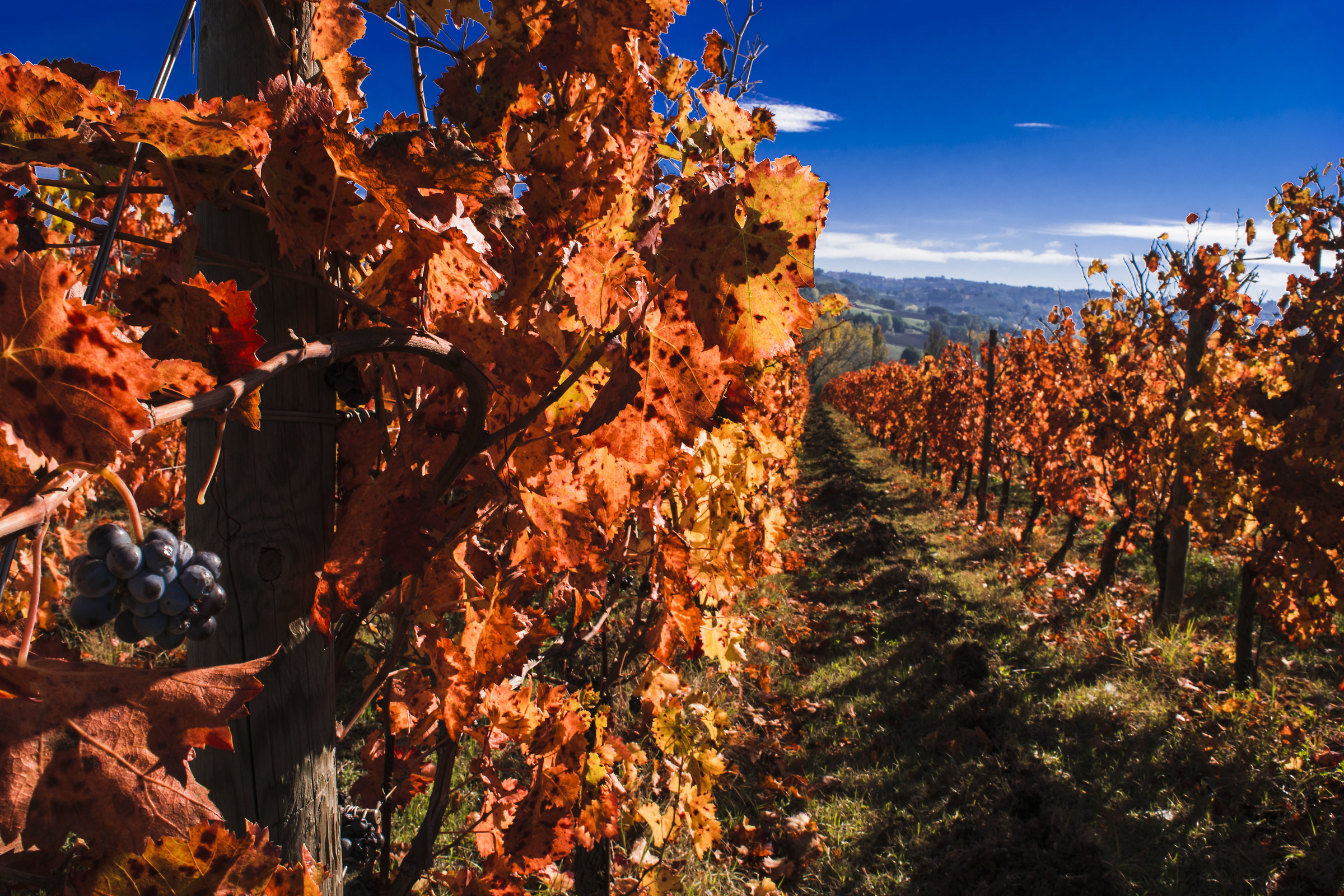 La via del Sagrantino...