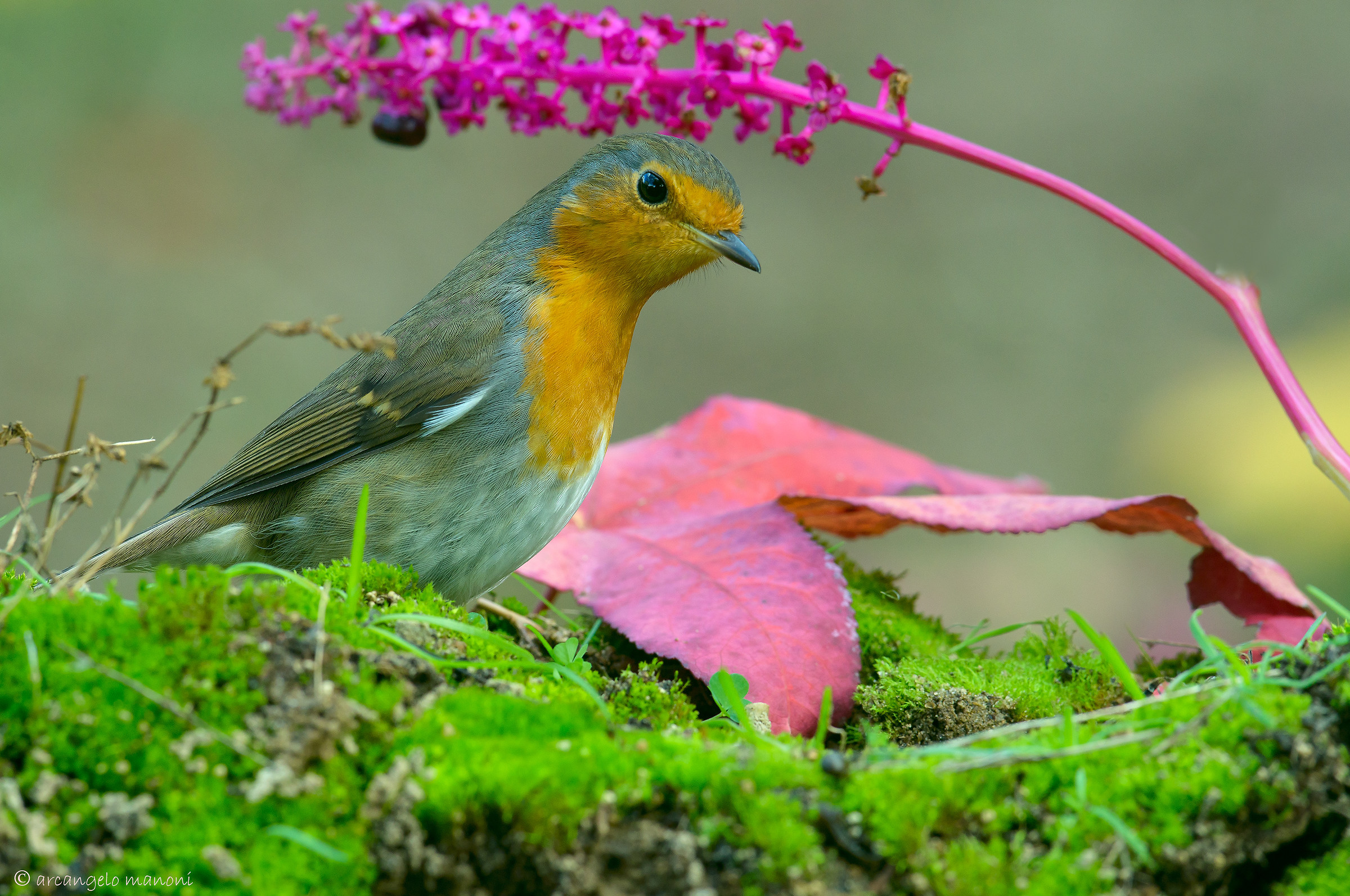 That curious Robin...