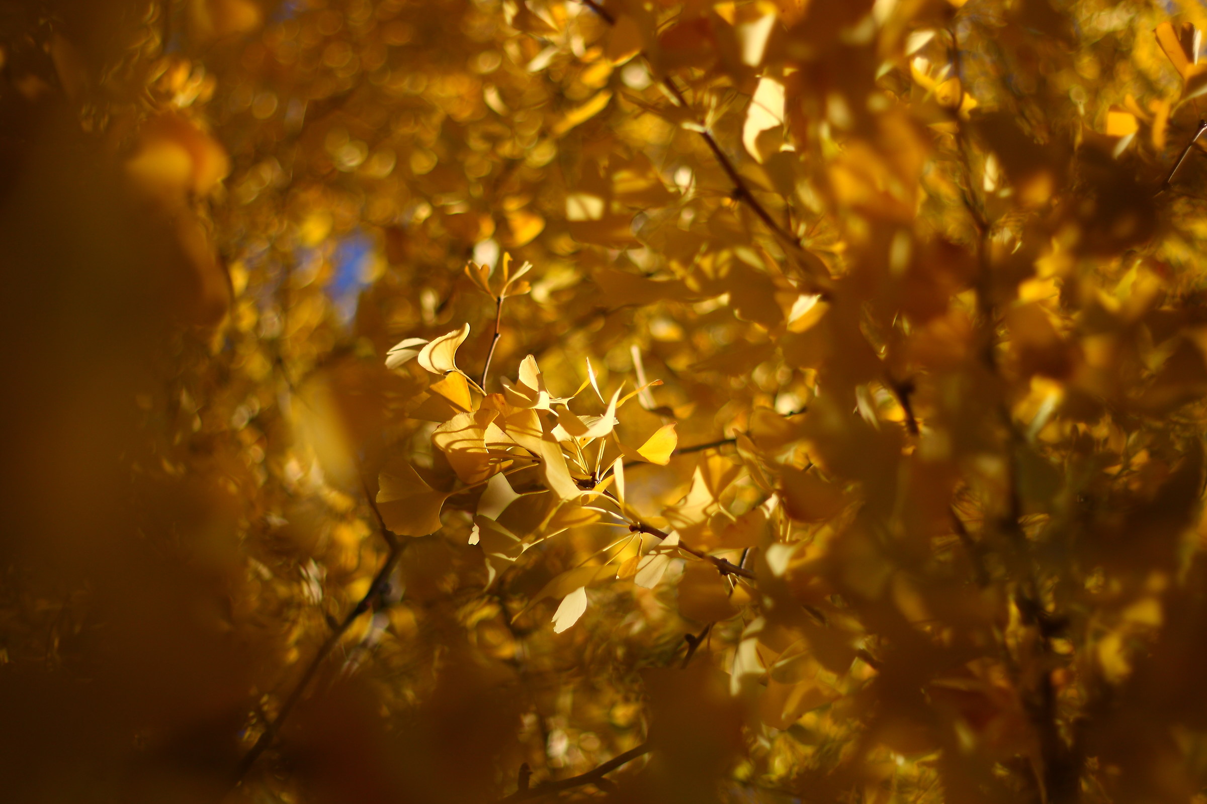 Ginko in autunno...