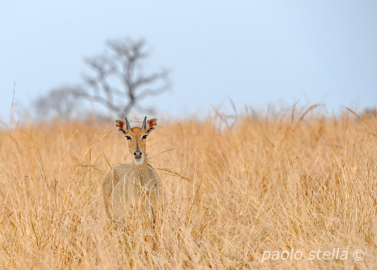 Nilgai Female (Boselaphus tragocamelus)...