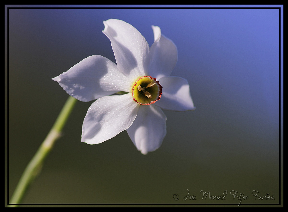 Narciso selvatico corretto...