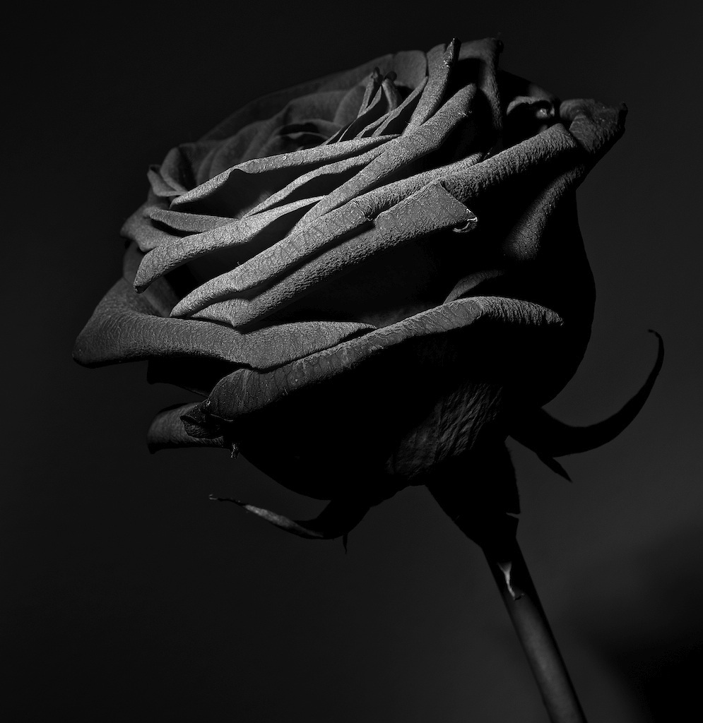 La  rosa oscura...
