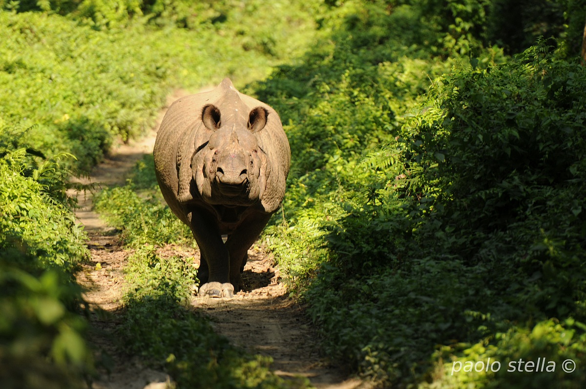 Indian Rhino, Chitwan National Park...