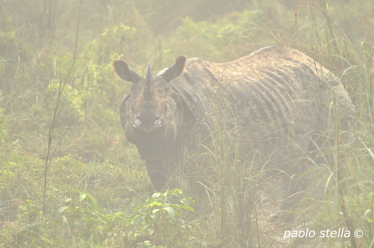 Rhino in the fog, Chitwan National Park...