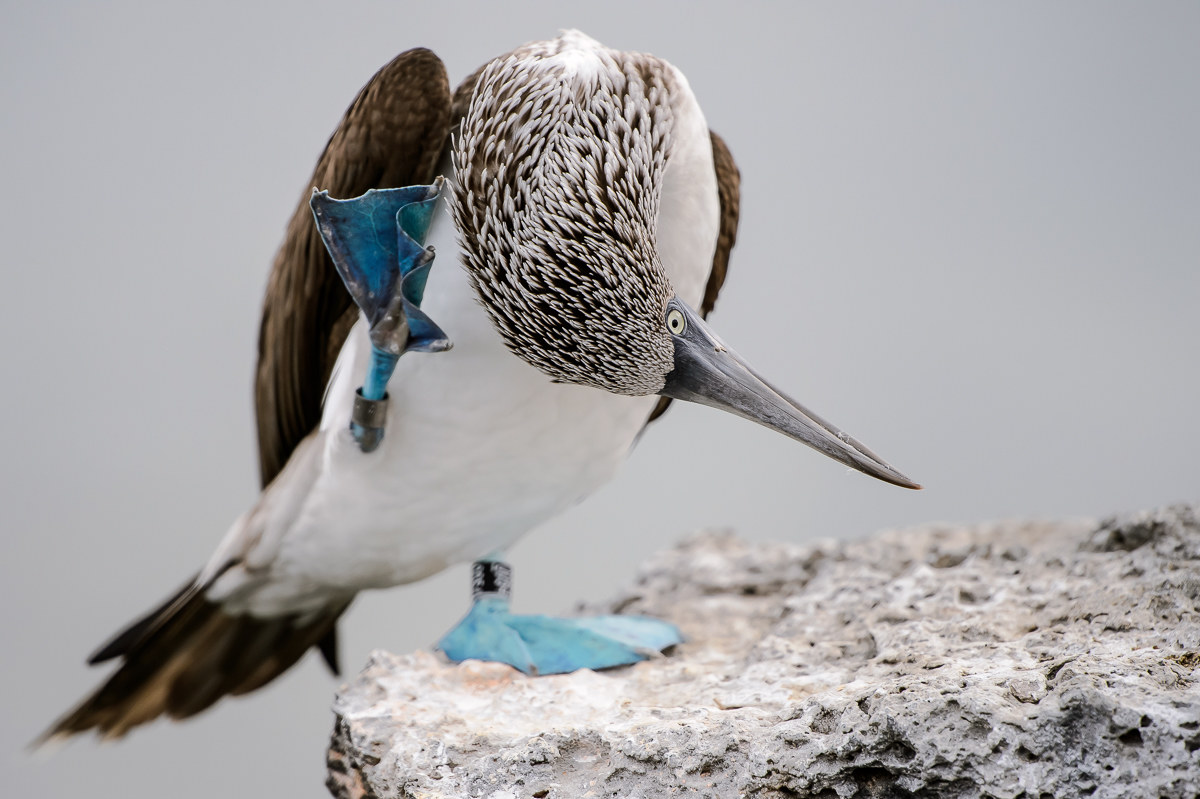 blue-footed booby...