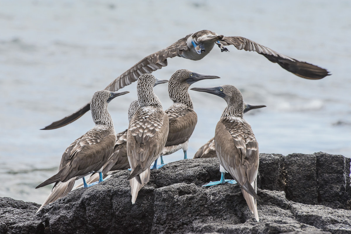 blue-footed booby...